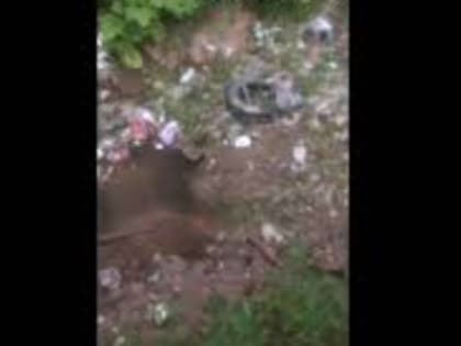 «Не просто ручеек, это поток»: В Кабан снова сливают нечистоты