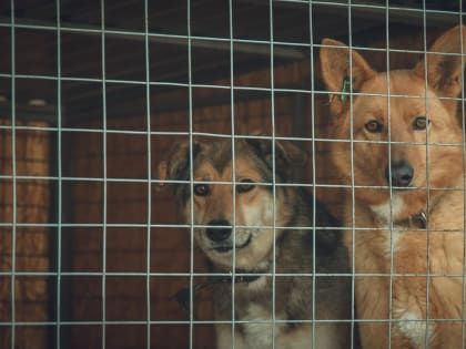 Собаки, из-за которых курьер разбил себе голову, находятся под присмотром опекуна