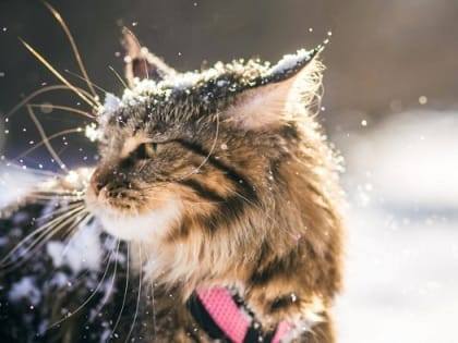 В конце выходных мороз в Татарстане усилится до -30 градусов