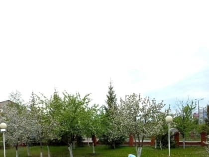 На территории храма пророка Божия Илии города Нурлата высадили саженцы хвойных деревьев