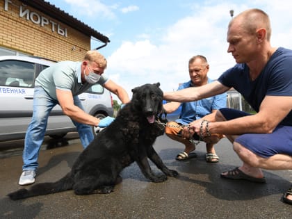 В поселках Старые Горки и Аметьево бесплатно вакцинируют домашних собак и кошек