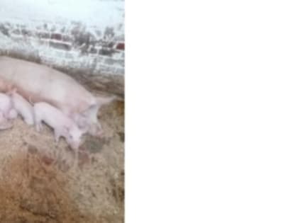 Система компартментов. Определение зоосанитарного статуса свиноводческих хозяйств