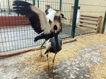 В казанском зоопарке «Река Замбези» появились два венценосных журавля