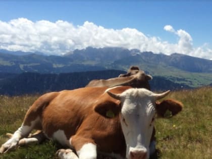 В Татарстане запустят новый животноводческий комплекс