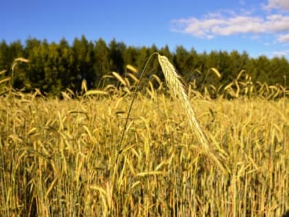 Битва за урожай в Лаишевском районе продолжается