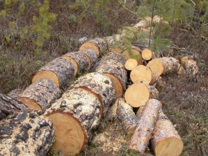 Минлесхоз республики разъяснил кто может не оформлять электронные документы на древесину