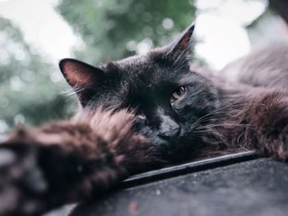 В начале рабочей недели Татарстан накроют грозовые дожди