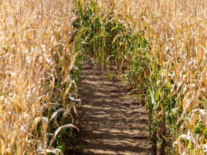 В Татарстане за 3 месяца от реализации сельхозпродукции получено 34 млрд рублей