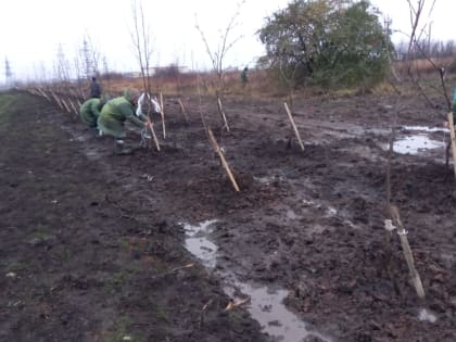 В Челнах высадили рябины и клены