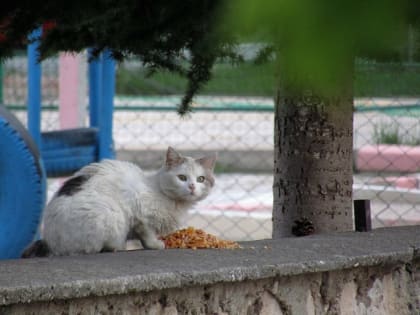 В среду в Татарстане температура опустится до +2 градусов, возможны дожди