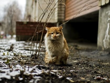 9 ноября в Татарстане ожидаются дожди и потепление до +5 градусов