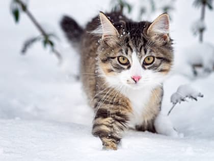 Похолодание до -18 градусов ожидается в Татарстане в начале рабочей недели