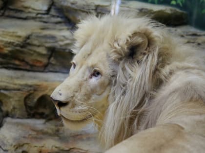 Африканские ежики, кенгуру-альбинос и котики: где посмотреть на зверюшек в Казани и рядом