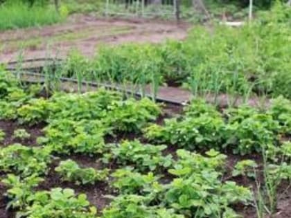 Какие раны, полученные на даче, могут оказаться смертельно опасными