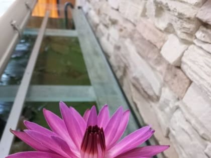 Челнинец девять лет ждал, когда в аквариуме зацветет нимфея