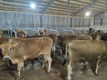 В животноводческий комплекс Елабужского района завезли племенных нетелей из Дании