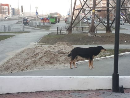 Ветеринар рассказал о способах защиты от бездомных собак