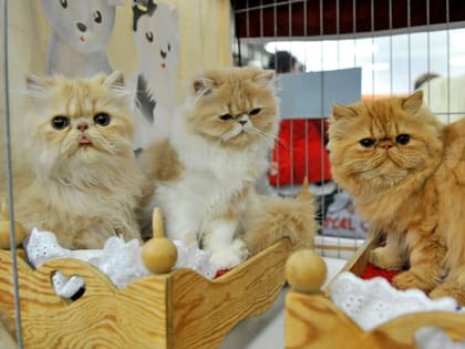 Котенок за миллион: как живет кошачий мир Татарстана в эпоху санкций