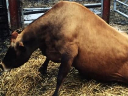 Губкообразная энцефалопатия крупного рогатого скот