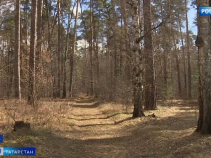 В Татарстане по нацпроекту проведут санитарно-оздоровительные мероприятия на площади более 5,8 тыс гектаров