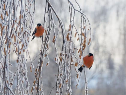 В Татарстане ночью похолодает до 18 градусов мороза