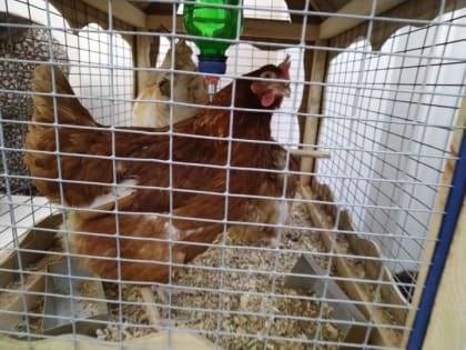 В Лениногорском районе подтвержден факт заражения куриц птичьим гриппом