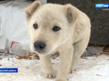 Жители Осиново жалуются на стаи собак, которых привозят со всей округи