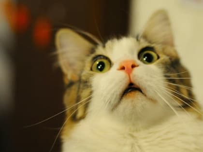 Житель Чистополя перевел мошенникам более 1 382 000 рублей