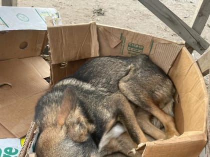 Волонтеры из Челнов спасают собаку-инвалида, выброшенную у плотины