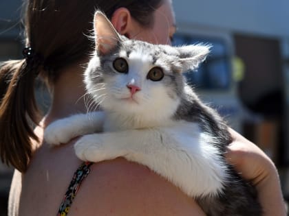 Более 90 собак и кошек из приюта представят на благотворительном фестивале WOOF в Казани