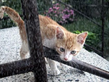 Шквалистый ветер, грозовые дожди и 29-градусная жара накроют Татарстан в начале недели