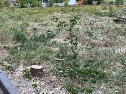В «Солнечном городе» «Ак Барс Строя» вырубили деревья