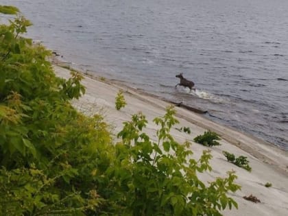 В Татарстане спасли плавающего в Волге лося
