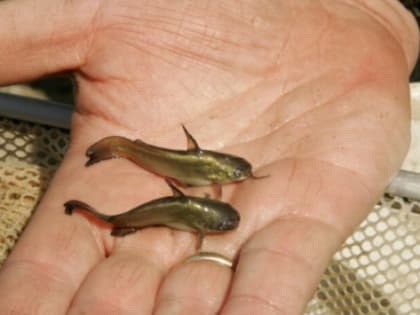 В Татарстане открылась ферма по выращиванию африканских сомов