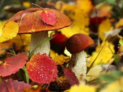 Ежедневный оперативный прогноз  на территории РТ на 29 октября