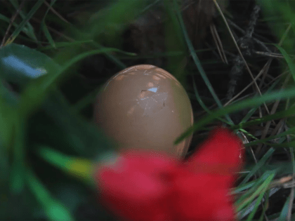 «Яичный цветок», или Печальная история еще одного татарского фильма