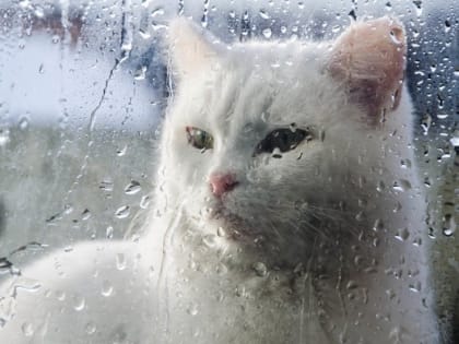 Доцент КФУ Тимур Аухадеев: в октябре в Казани выпало рекордное количество осадков