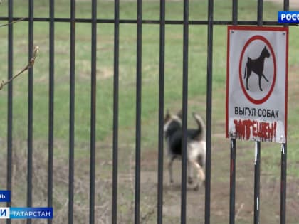 В Казани собачники облюбовали Аллею памяти, высаженную пенсионером