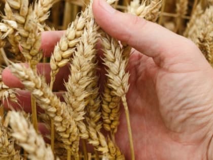 В Татарстане спрогнозировали хороший урожай