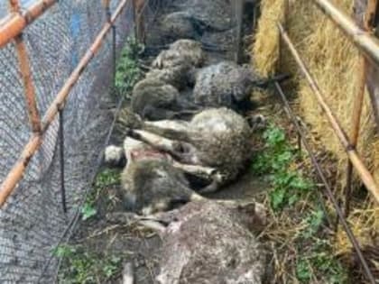 В Башкирии стая бродячих собак устроила на ферме бойню