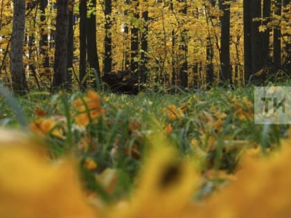 Рабочая неделя в Бавлах начнется с порывистого ветра до 14 м/с