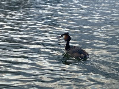 Утки и голуби массово погибают в парке «Черное озеро»