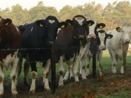 В Татарстане сельхозпроизводители получили 122 млрд рублей