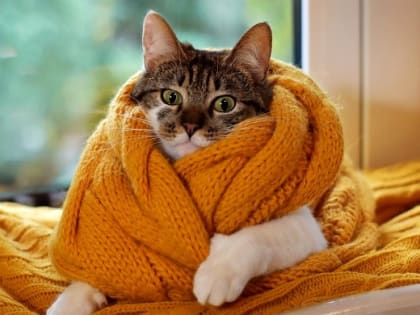 Первого ноября в Татарстане ожидаются снегопады и усиление ветра до 17 м/с