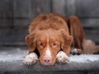 Госдума может одобрить штрафы до 30 тыс. рублей за выброшенных питомцев