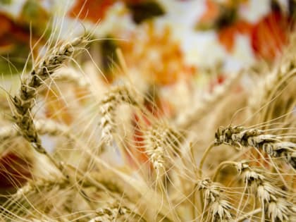 Египет выступил с предложением создать на своей территории международный центр торговли зерном