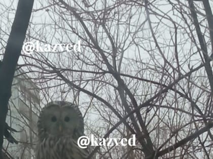 Казанцы заметили в лицее №23 сову, занесенную в Красную книгу РТ
