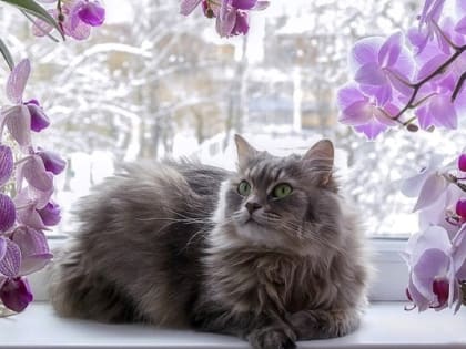 Январские 24-градусные морозы накроют Татарстан в предпраздничный весенний день