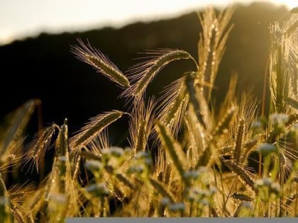 В этом году в Татарстане урожай соберут позднее обычного