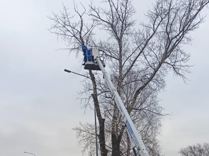 В Шитцах проведена вырубка аварийного дерева